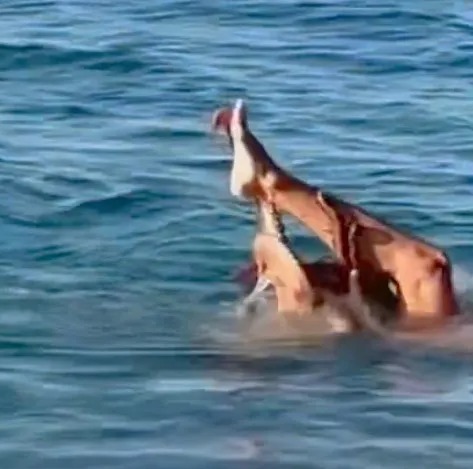 Video still of a model being attacked by an octopus while swimming.