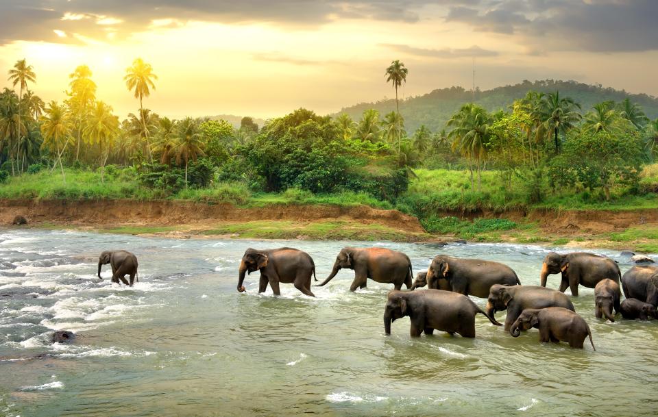 Herd of elephants crossing a jungle river at sunset.