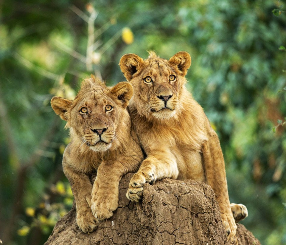 Two lion cubs perched on a mound.