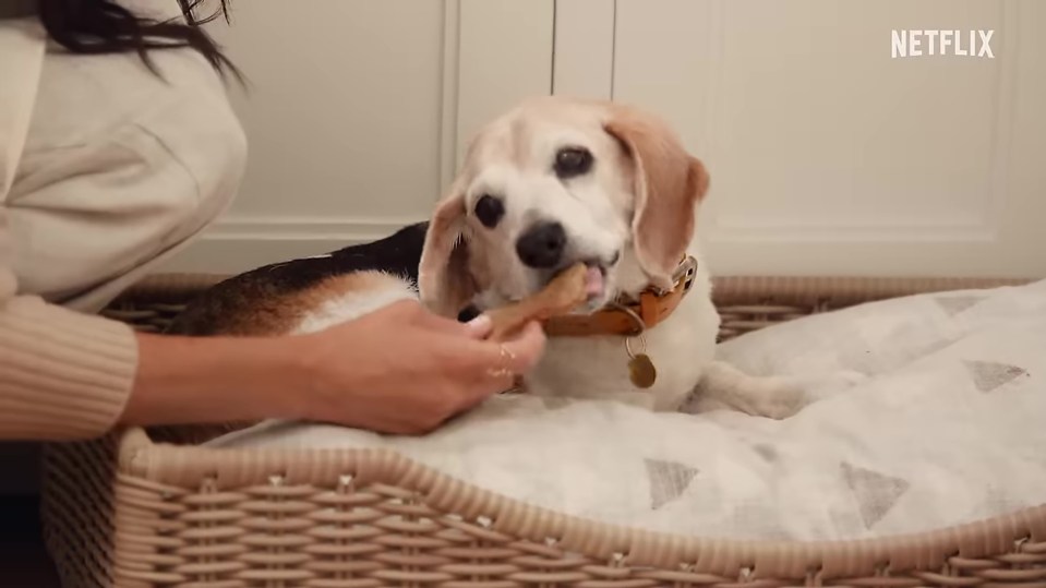 Meghan previously sent homemade dog treats to her pals