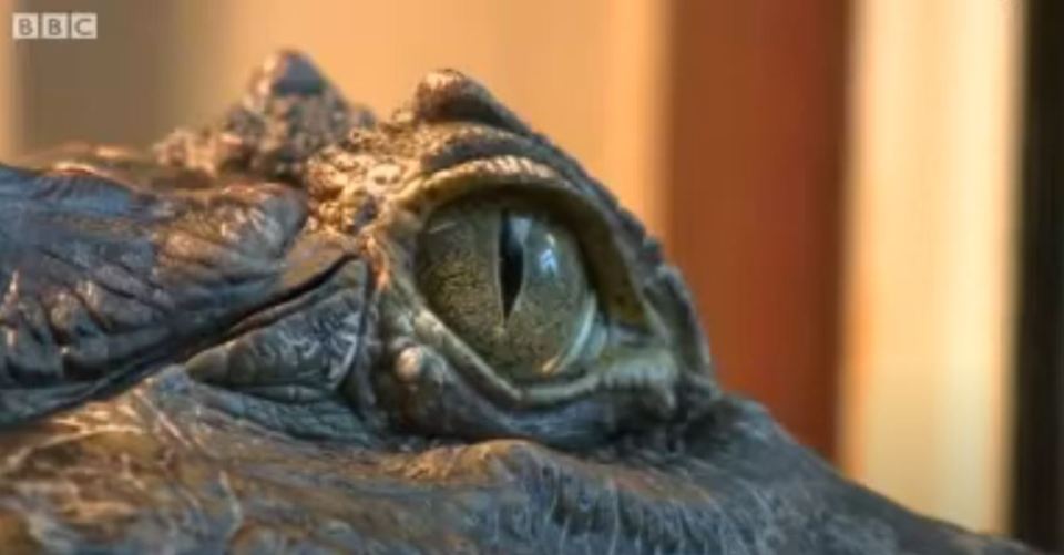 Close-up of a crocodile's eye.