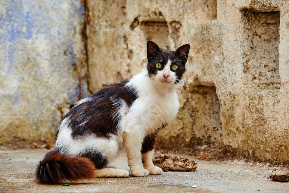 Black and white stray cat sitting outdoors.