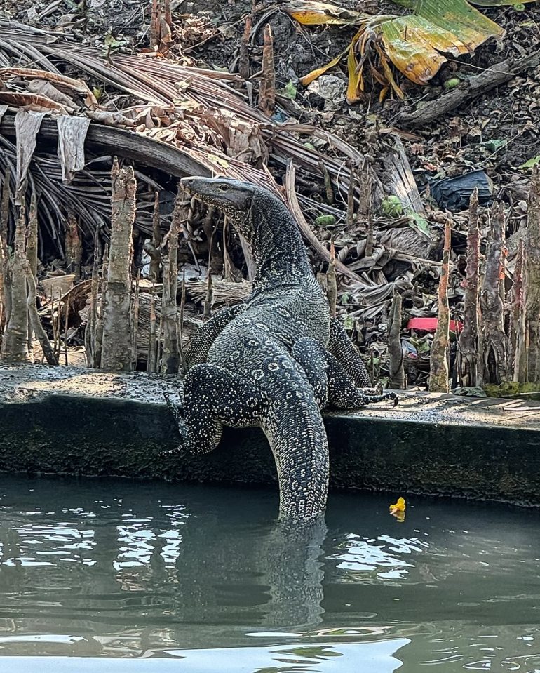 Monitor lizard by the water.