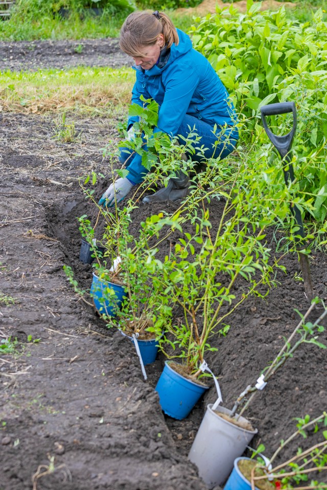 A woman harvesting artichokes in her garden.