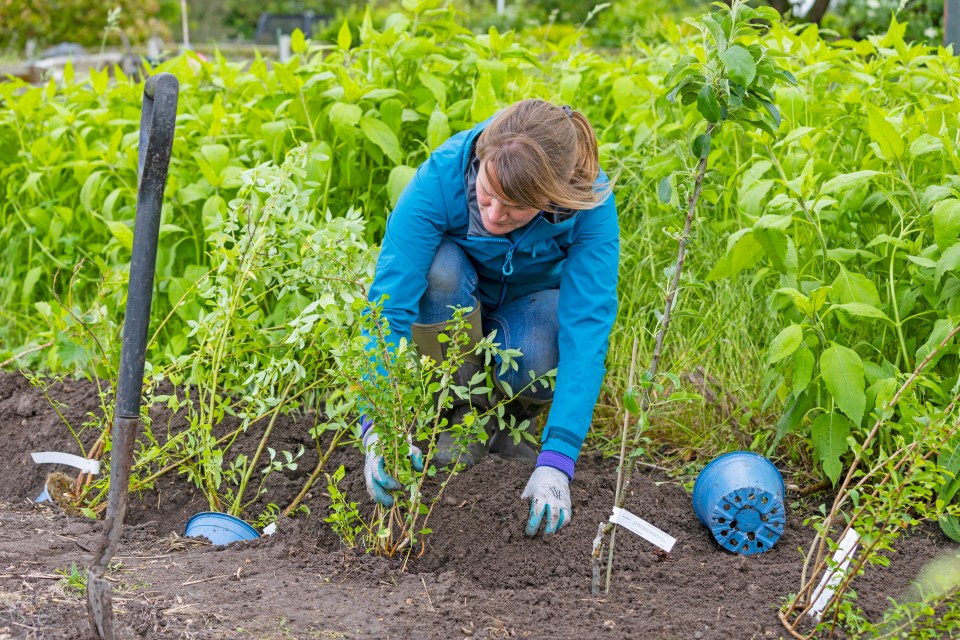 A woman planting shrubs in a garden.