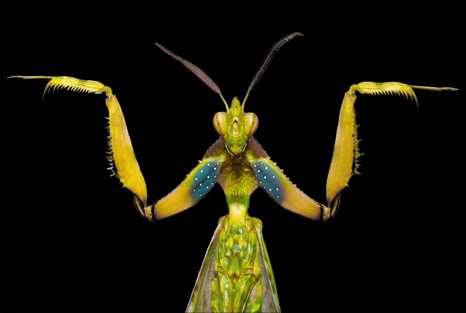 Close-up of a praying mantis.