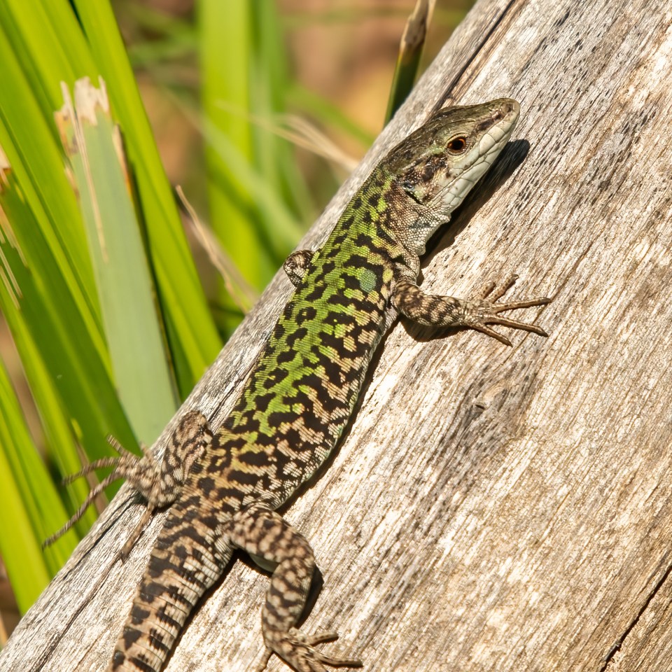 Lizard on a log.