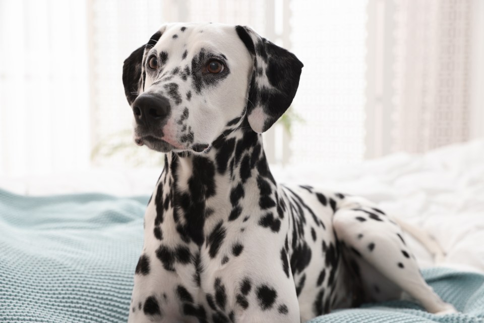 Dalmatian dog lying on a bed.