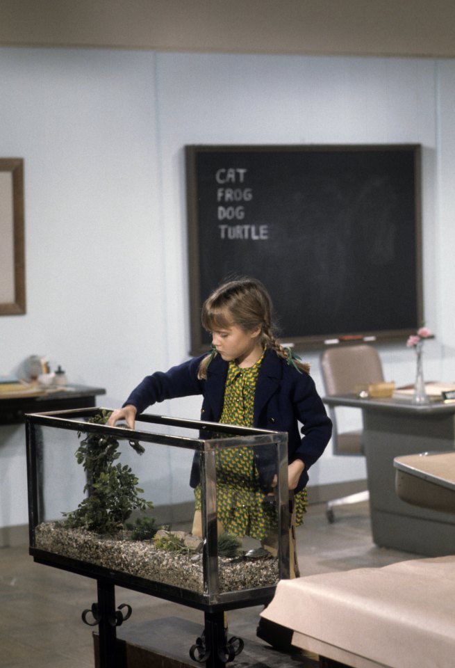 A girl in a classroom looking at a terrarium.