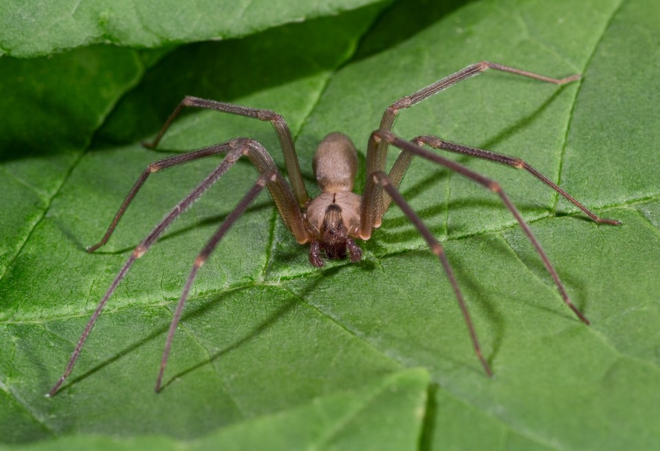 The Brown Recluse Spider can be found in the United States, and has potentially dangerous venom