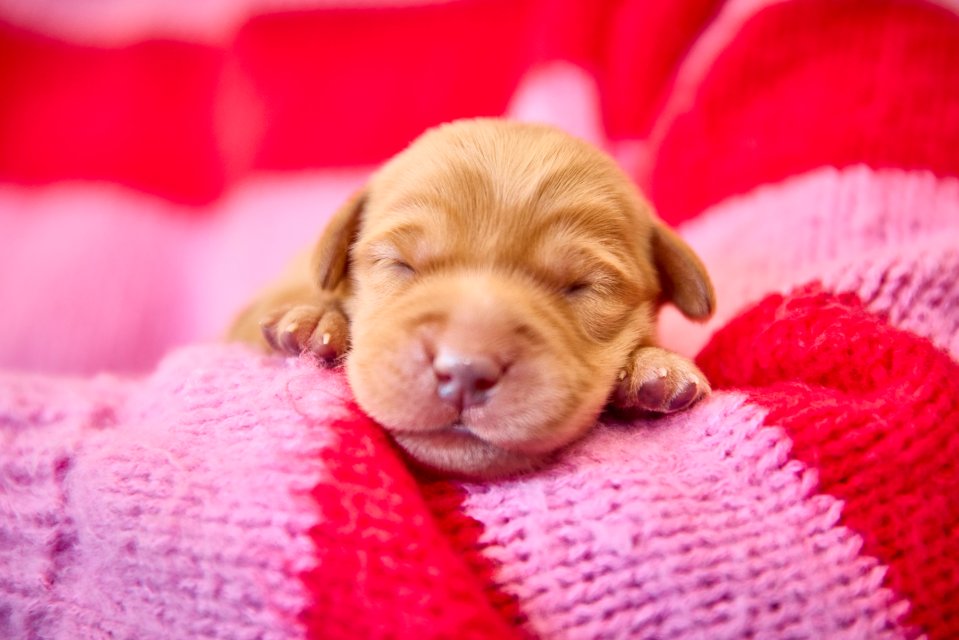 A newborn Labrador x Golden Retriever puppy sleeping on a pink and red blanket.