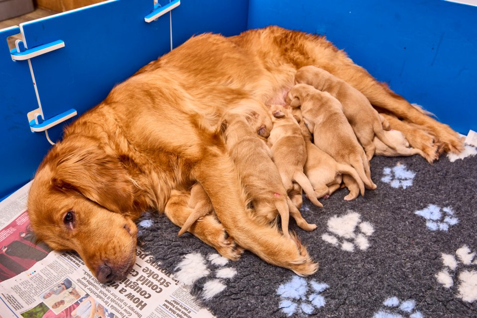 A golden retriever mother nursing her ten Labrador x Golden Retriever puppies.