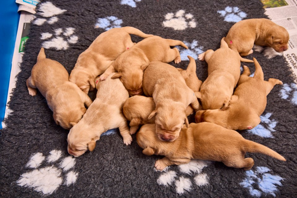 Ten newborn Labrador x Golden Retriever guide dog puppies huddled together.