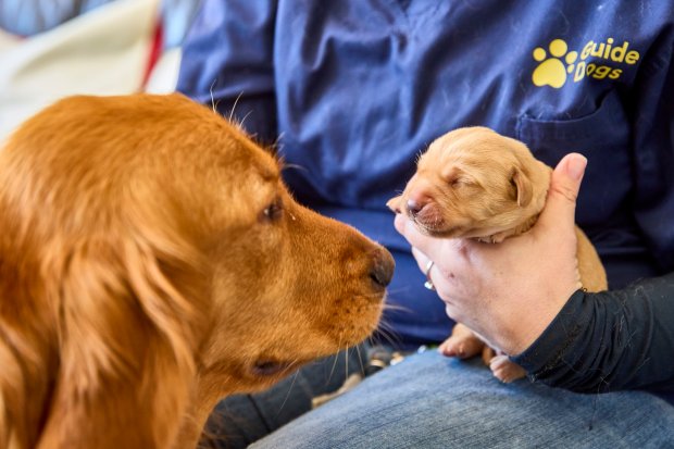 A mother golden retriever and one of her newborn Labrador x Golden Retriever puppies.