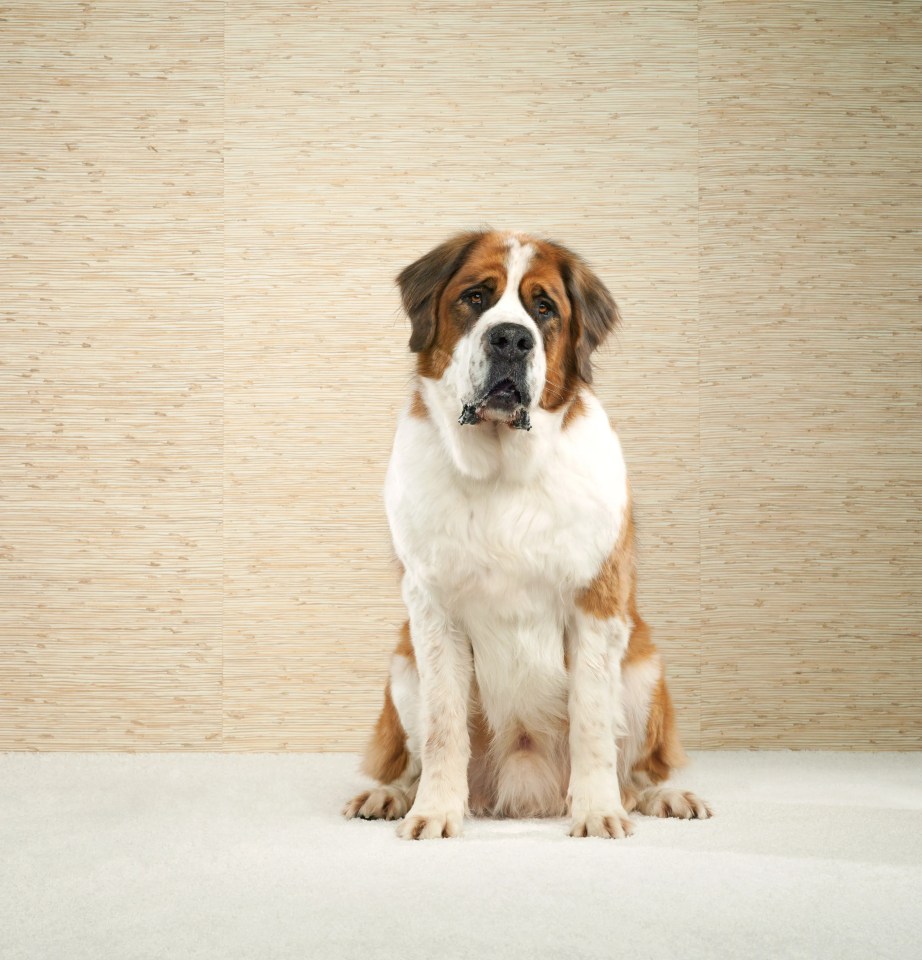 Saint Bernard dog sitting in front of a textured wall.