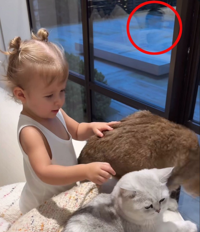 Toddler petting two cats.