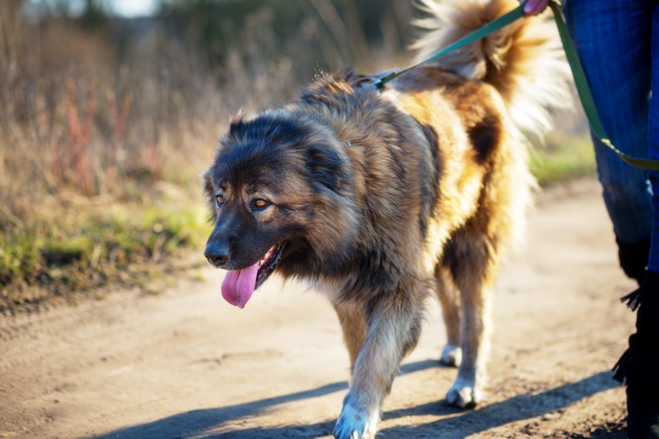 Caucasian Shepherd dog walking on a leash.