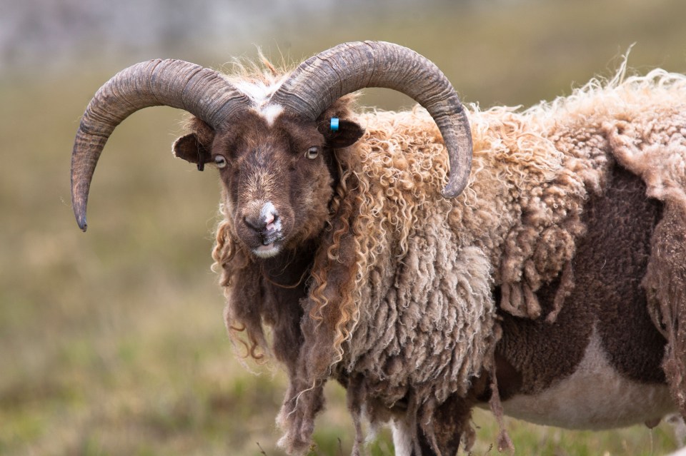 A Foula sheep ram with large horns.