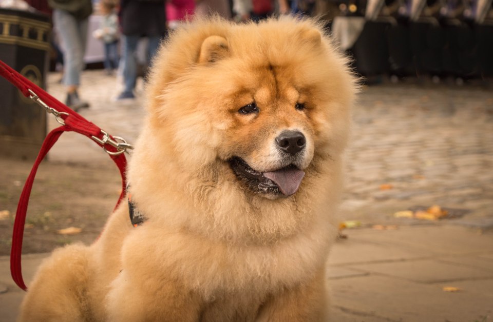 A fluffy Chow Chow puppy on a leash.