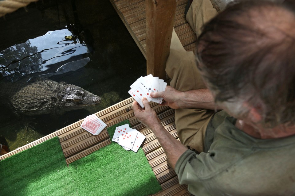 A man plays cards with a crocodile.