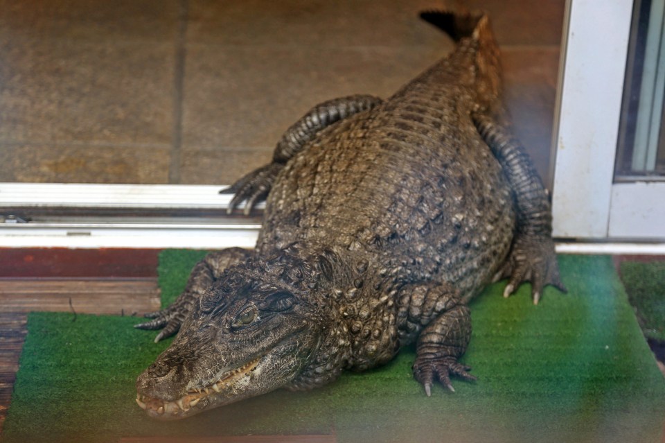 A crocodile resting on a green mat indoors.