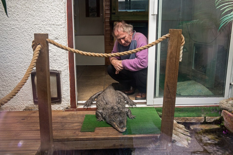 A man crouching next to a crocodile on a patio.