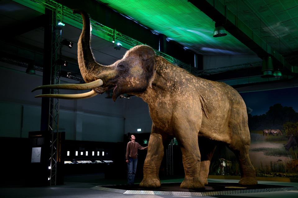 Museum employee next to a large replica of a straight-tusked elephant.