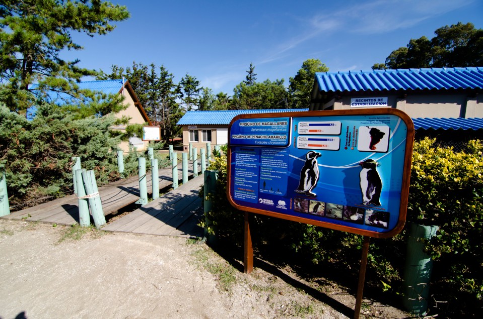 Informational sign about Magellanic and Macaroni penguins.