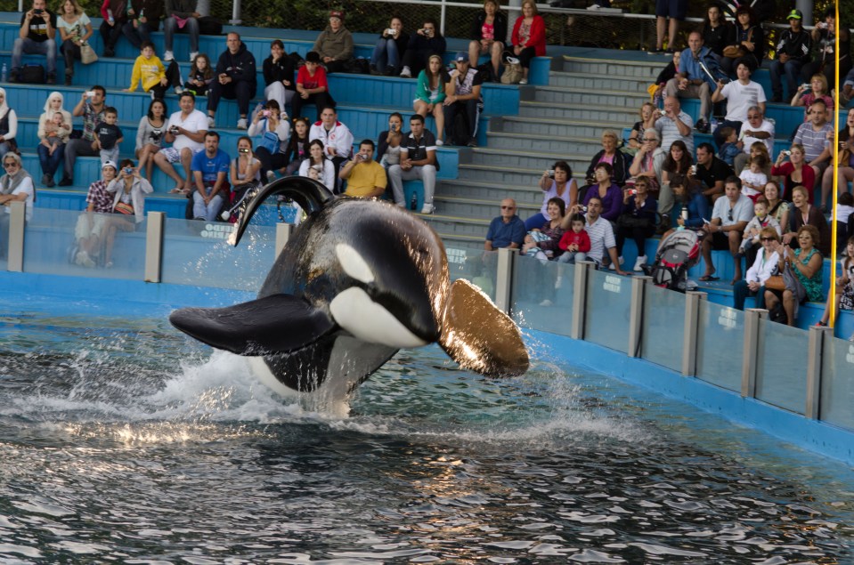 Killer whale performing at Mundo Marino.