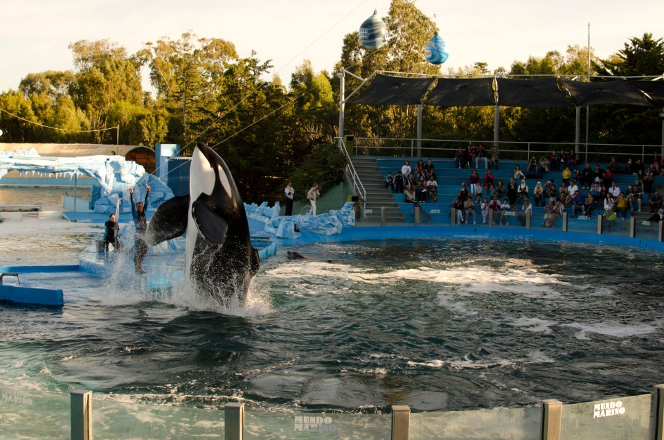 Orca leaping from water during a show.