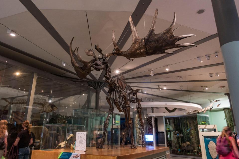 Giant deer skeleton on display in a museum.