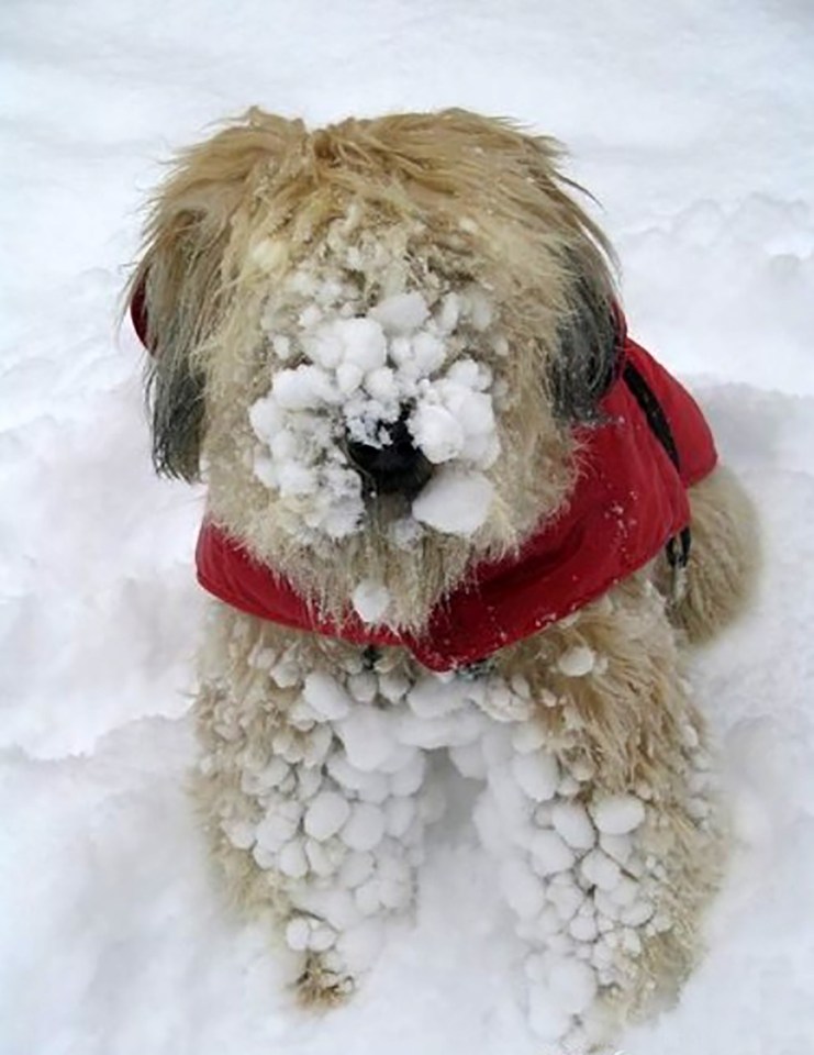 Dog covered in snow after playing outside.