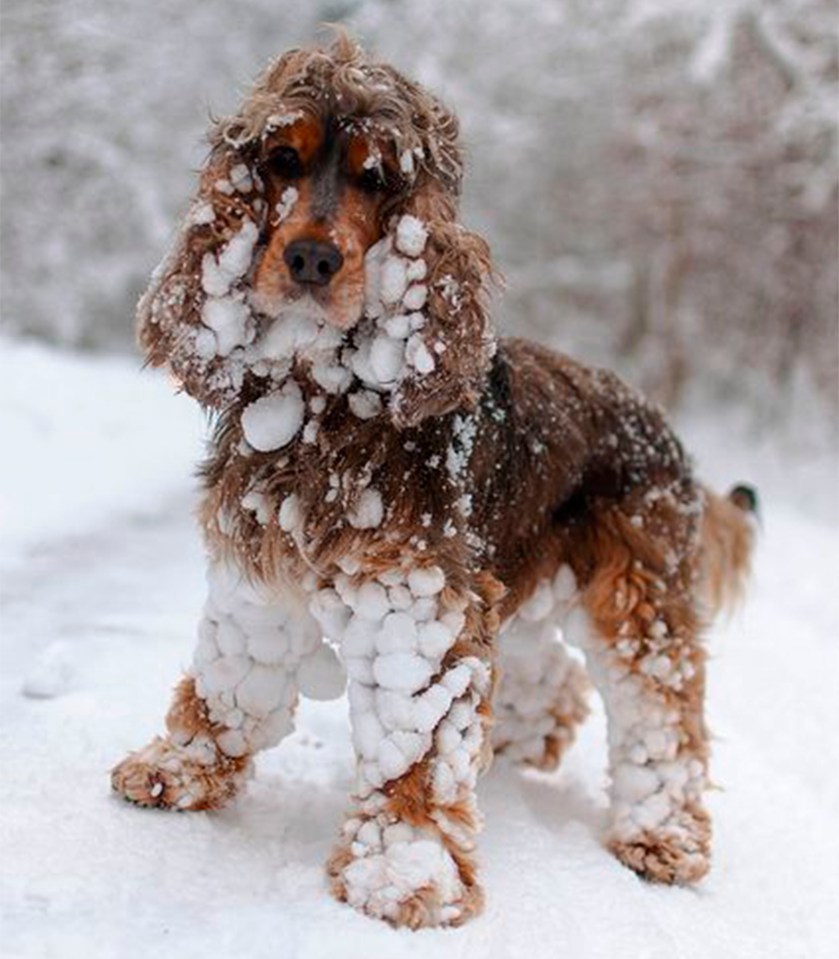 Snow-covered dog in the snow.