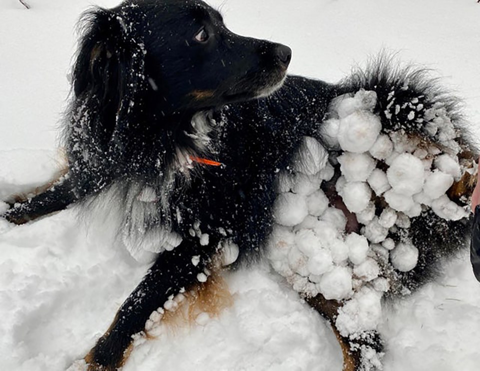 Dog covered in snowballs after playing in the snow.