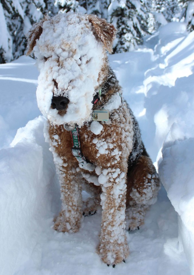 A snow-covered dog sitting in the snow.