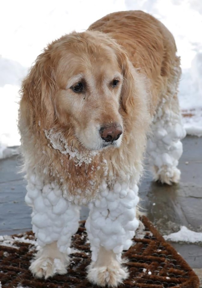 Golden retriever covered in snow after playing outside.