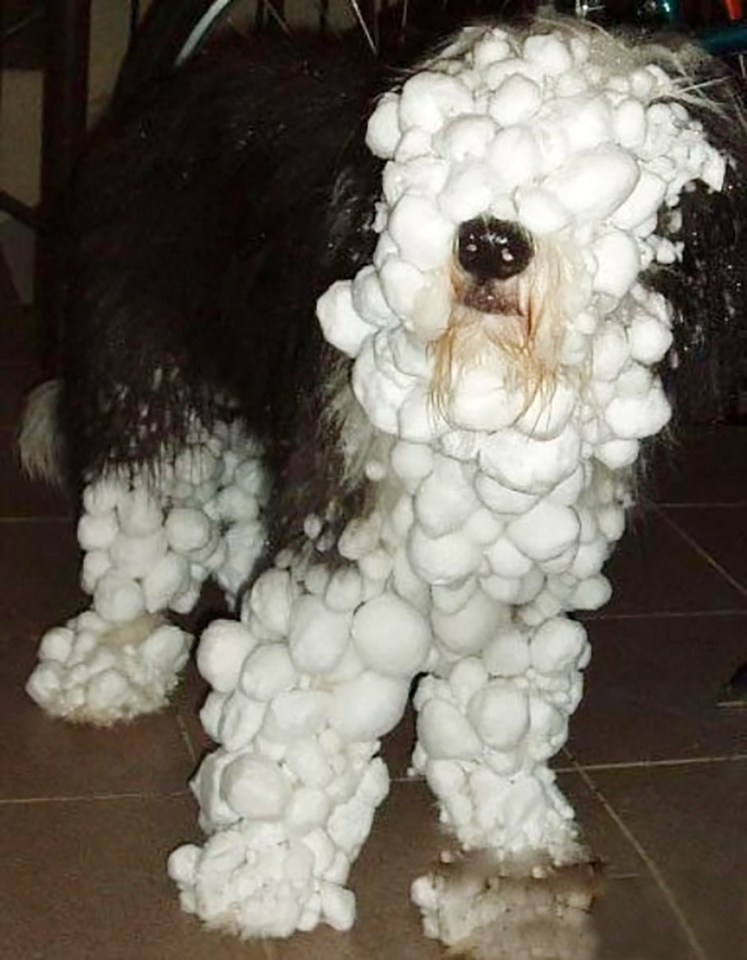 Dog covered in snowballs.