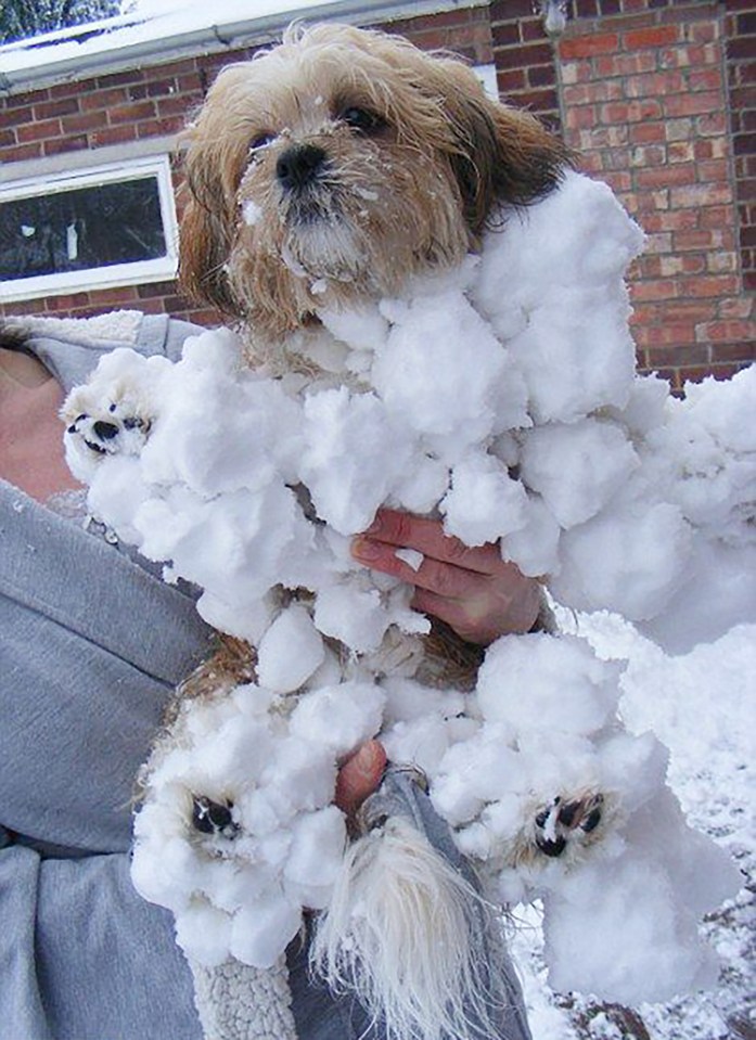 A small dog covered in snowballs.