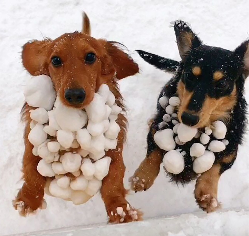 Two dachshunds covered in snowballs.