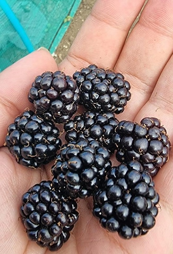 Handful of blackberries next to Tesco blackberry product listing.