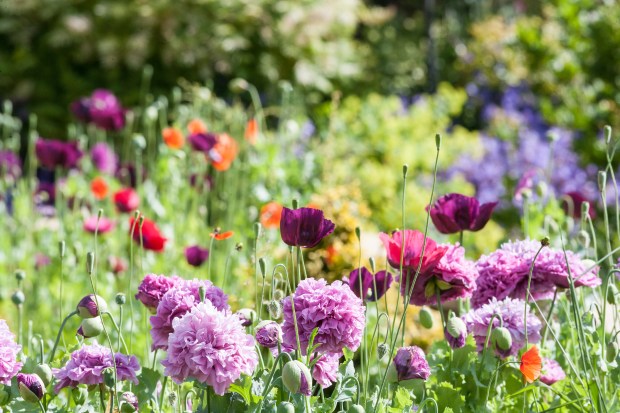 English cottage garden with pink, purple, and red wildflowers.