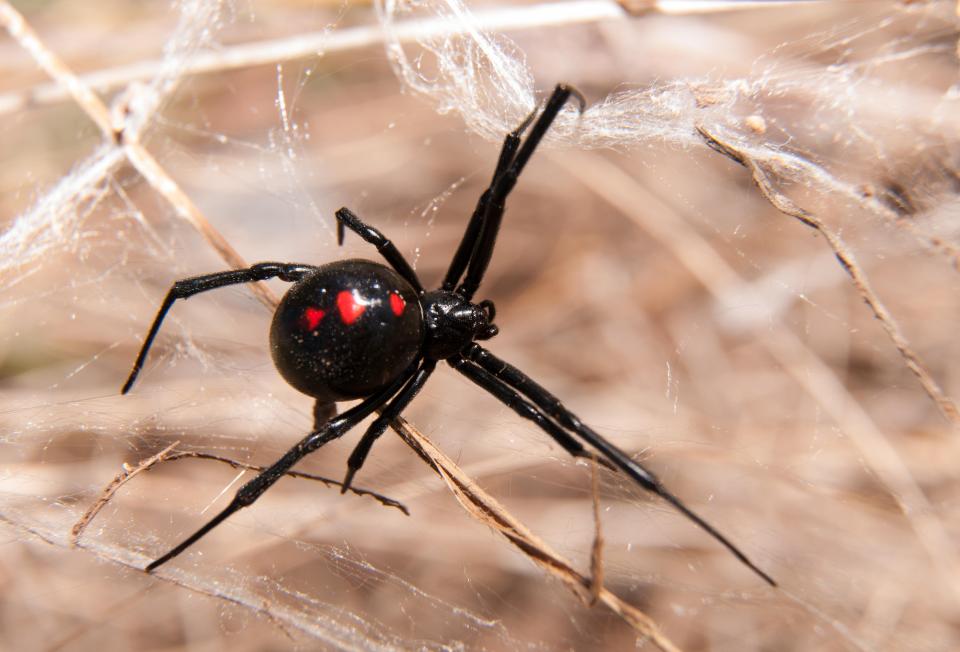 A black widow may bite if they're squeezed or pinched