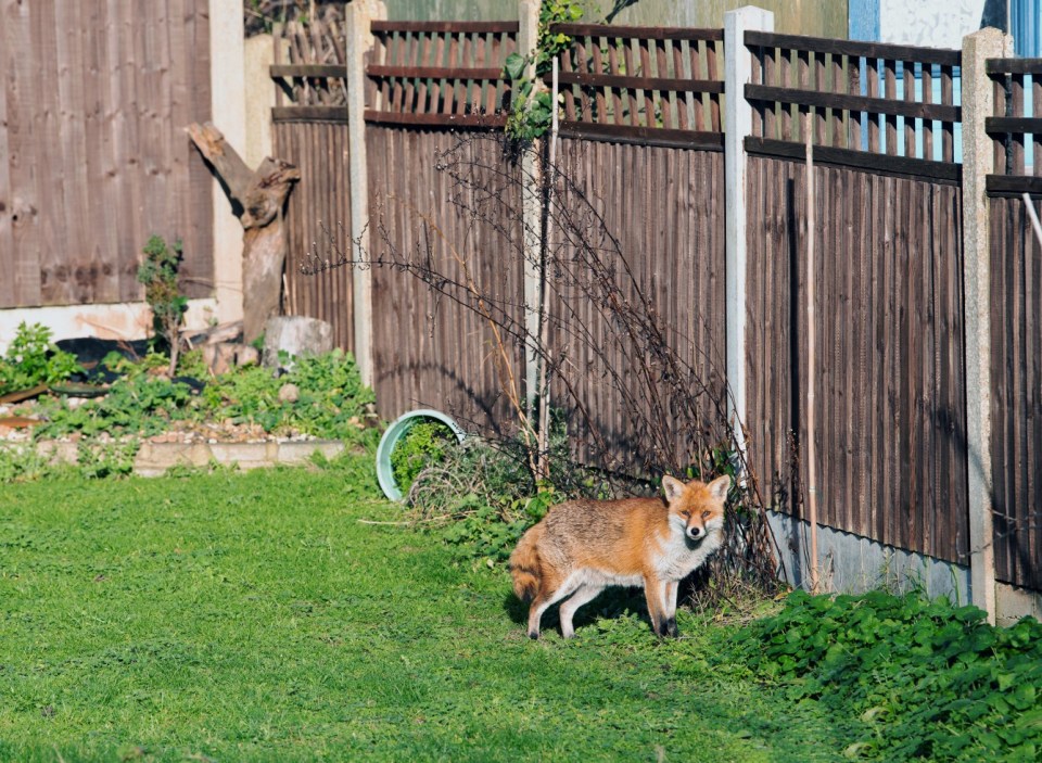 Red fox in a garden.