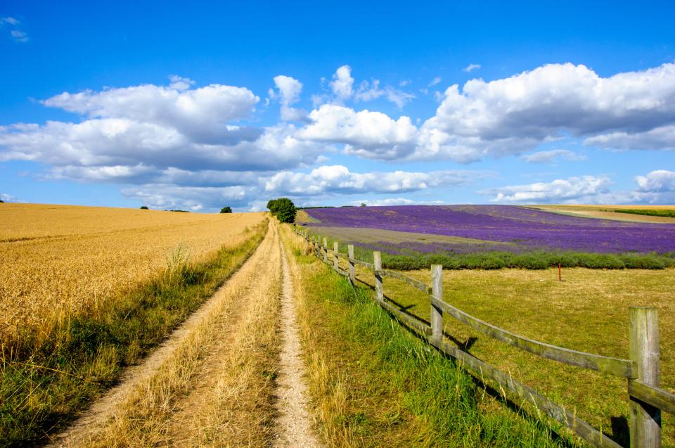 Dirt path between wheat and lavender fields.