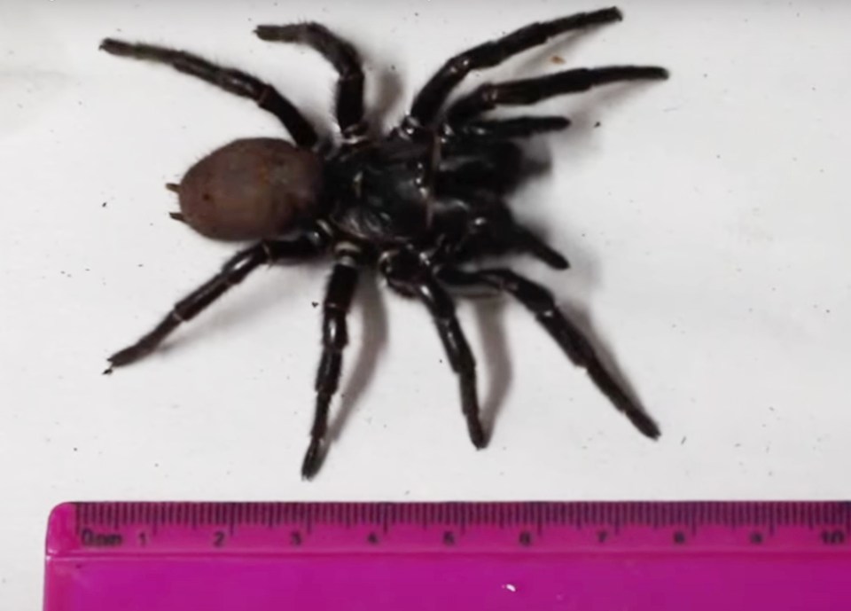 This is largest male specimen yet of the Sydney funnel web spider, a 3.1-inch critter nicknamed Hercules