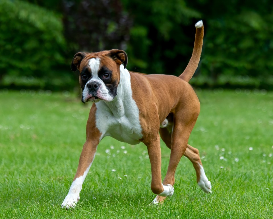 Boxer dog trotting in grass.