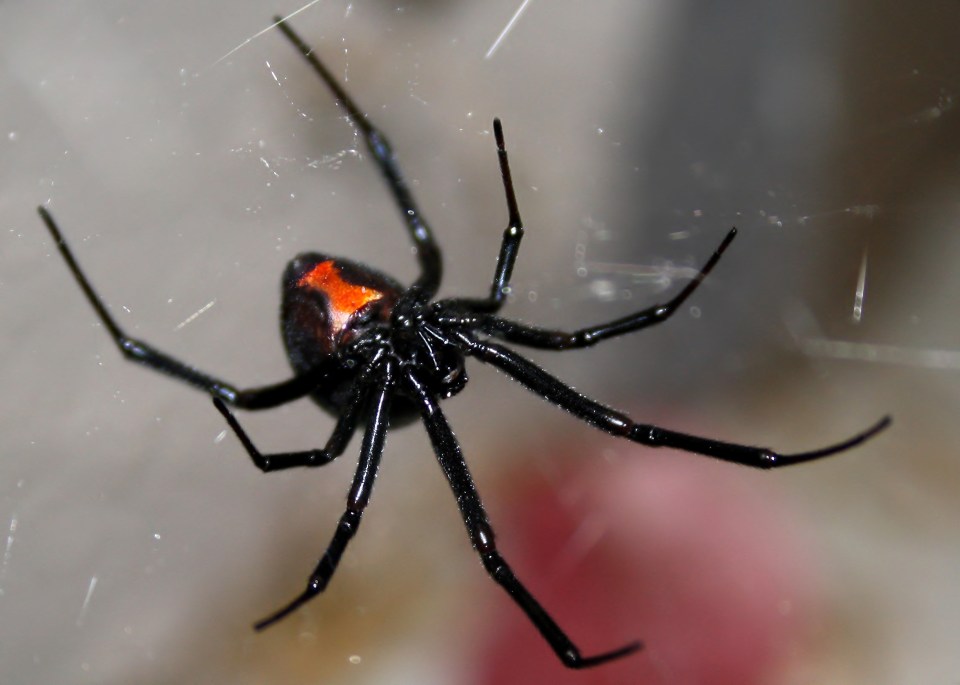 Only female black widow spiders – like the one seen here – bite humans