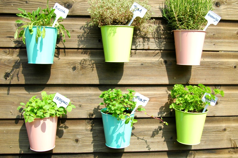 Herb garden with various herbs in colorful pots on a wooden wall.