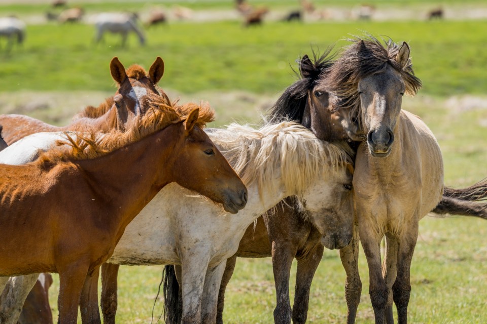 Bird flu was found in horses in Mongolia