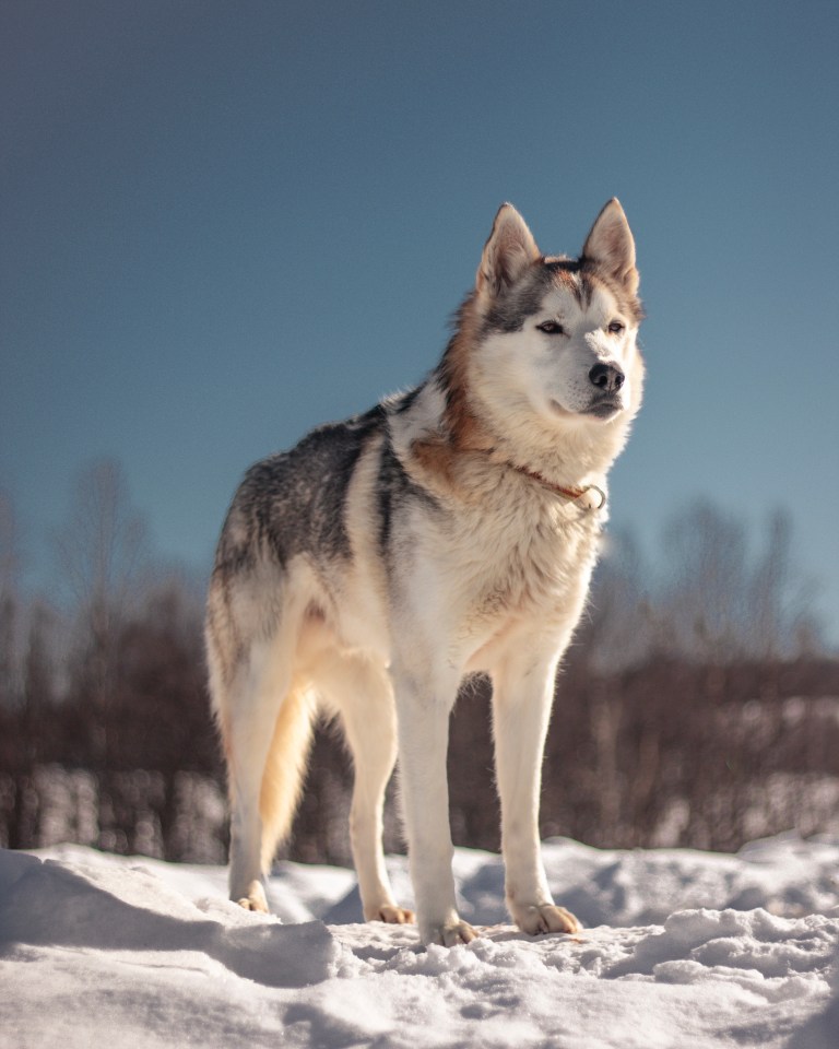 Husky standing in the snow.